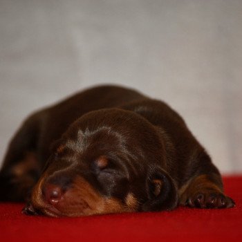chiot Teckel Chocolat Abay Elevage zadatis  caniche , teckel