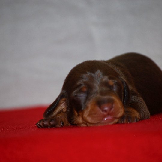 chiot Teckel Chocolat Abay Elevage zadatis  caniche , teckel