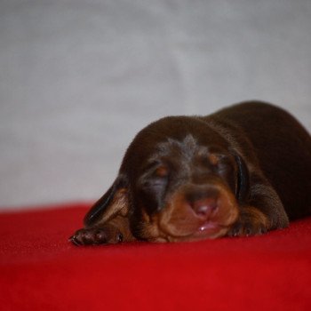 chiot Teckel Chocolat Abay Elevage zadatis  caniche , teckel
