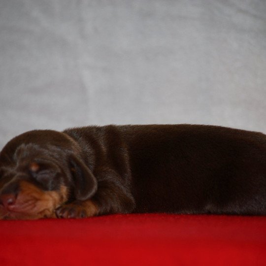 chiot Teckel Chocolat Abay Elevage zadatis  caniche , teckel