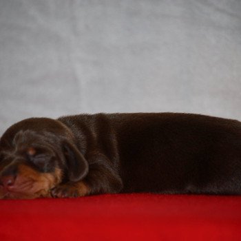 chiot Teckel Chocolat Abay Elevage zadatis  caniche , teckel