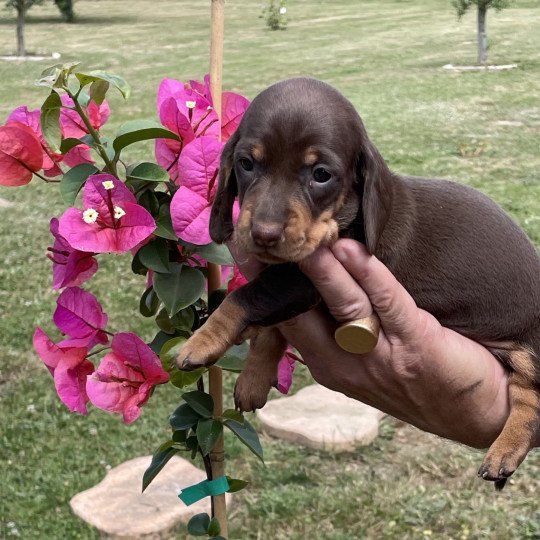 chiot Teckel Chocolat Abay Elevage zadatis  caniche , teckel