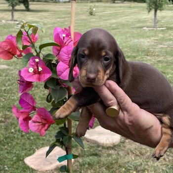 chiot Teckel Chocolat Abay Elevage zadatis  caniche , teckel