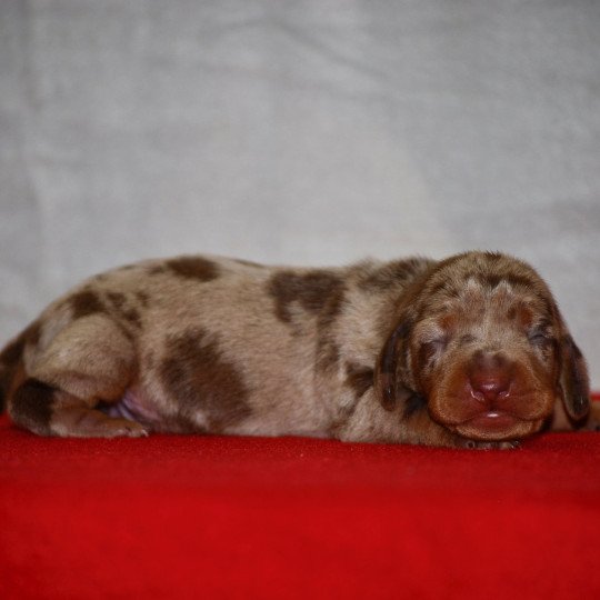 chiot Teckel Arlequin Acacia Elevage zadatis  caniche , teckel