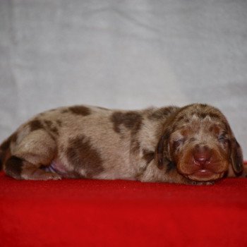 chiot Teckel Arlequin Acacia Elevage zadatis  caniche , teckel