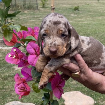chiot Teckel Arlequin Acacia Elevage zadatis  caniche , teckel