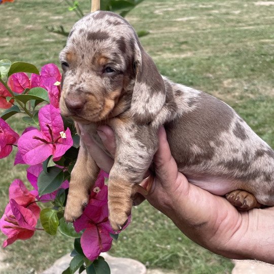 chiot Teckel Arlequin Acacia Elevage zadatis  caniche , teckel