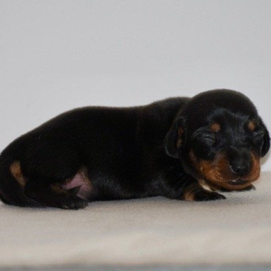 chiot Teckel Noir et feu Adhoc Elevage zadatis  caniche , teckel