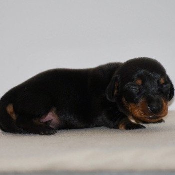 chiot Teckel Noir et feu Adhoc Elevage zadatis caniche , teckel chiot Teckel Noir et feu Adhoc Elevage zadatis caniche , teckel