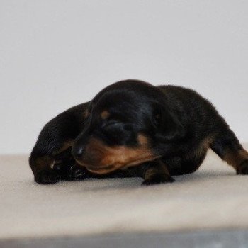chiot Teckel Noir et feu Adhoc Elevage zadatis caniche , teckel chiot Teckel Noir et feu Adhoc Elevage zadatis caniche , teckel