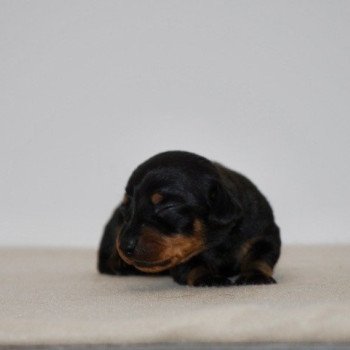 chiot Teckel Noir et feu Adhoc Elevage zadatis caniche , teckel chiot Teckel Noir et feu Adhoc Elevage zadatis caniche , teckel