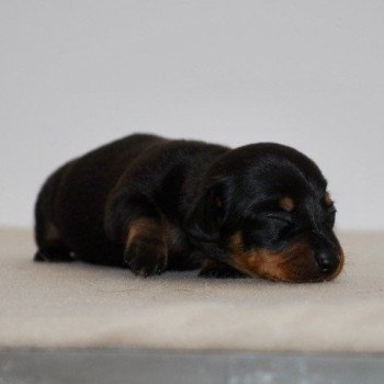 chiot Teckel Noir et feu Adhoc Elevage zadatis caniche , teckel chiot Teckel Noir et feu Adhoc Elevage zadatis caniche , teckel