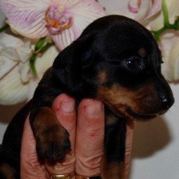 chiot Teckel Noir et feu Adhoc Elevage zadatis  caniche , teckel