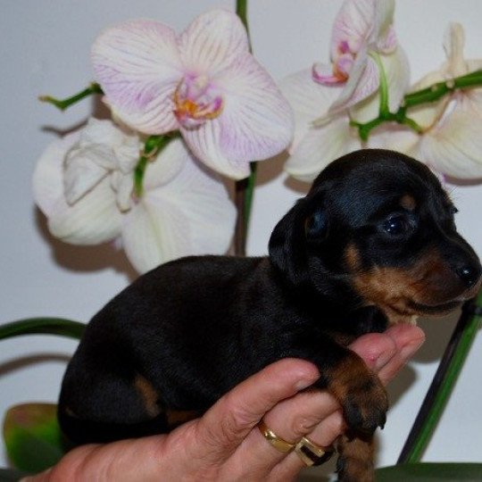 chiot Teckel Noir et feu Adhoc Elevage zadatis  caniche , teckel
