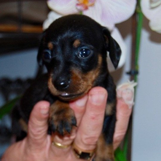 chiot Teckel Noir et feu Adhoc Elevage zadatis  caniche , teckel