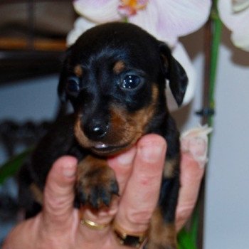 chiot Teckel Noir et feu Adhoc Elevage zadatis  caniche , teckel