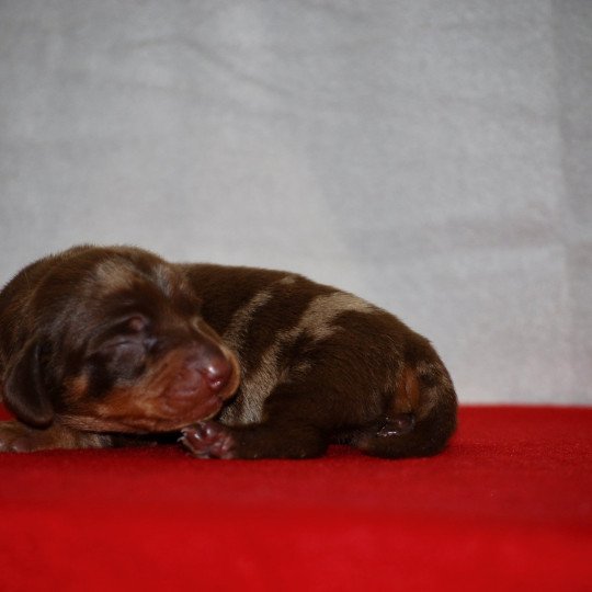 chiot Teckel Arlequin chocolat Aglaé Elevage zadatis  caniche , teckel