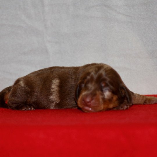 chiot Teckel Arlequin chocolat Aglaé Elevage zadatis  caniche , teckel