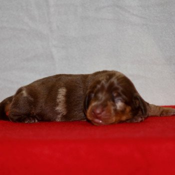 chiot Teckel Arlequin chocolat Aglaé Elevage zadatis  caniche , teckel