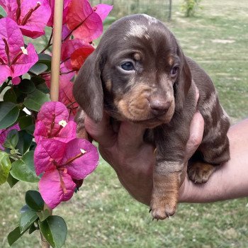 chiot Teckel Arlequin chocolat Aglaé Elevage zadatis  caniche , teckel