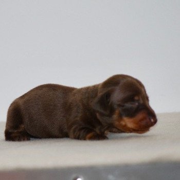 chiot Teckel Chocolat Akina Elevage zadatis caniche , teckel chiot Teckel Chocolat Akina Elevage zadatis caniche , teckel