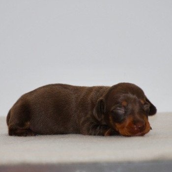 chiot Teckel Chocolat Akina Elevage zadatis caniche , teckel chiot Teckel Chocolat Akina Elevage zadatis caniche , teckel