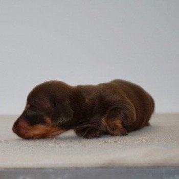 chiot Teckel Chocolat Akina Elevage zadatis caniche , teckel chiot Teckel Chocolat Akina Elevage zadatis caniche , teckel
