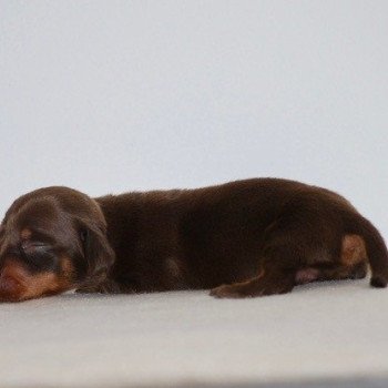 chiot Teckel Chocolat Akina Elevage zadatis caniche , teckel chiot Teckel Chocolat Akina Elevage zadatis caniche , teckel