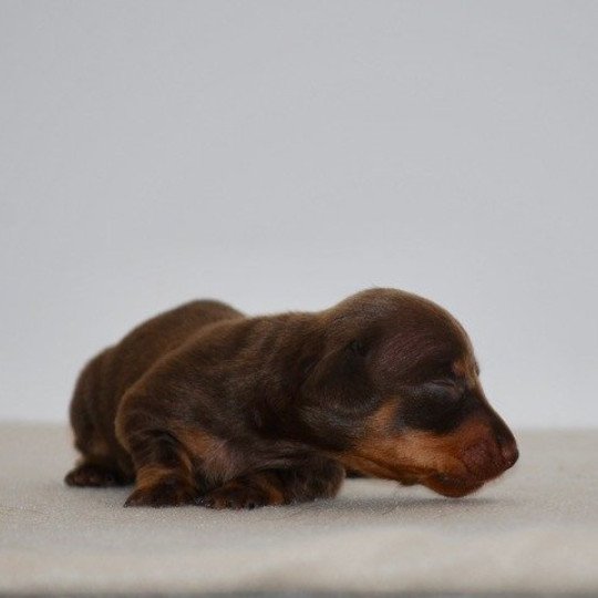 chiot Teckel Chocolat Akina Elevage zadatis  caniche , teckel