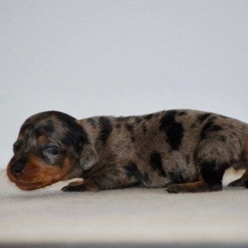 chiot Teckel Arlequin bleu Akira Elevage zadatis caniche , teckel chiot Teckel Arlequin bleu Akira Elevage zadatis caniche , teckel