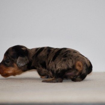 chiot Teckel Arlequin bleu Akira Elevage zadatis caniche , teckel chiot Teckel Arlequin bleu Akira Elevage zadatis caniche , teckel