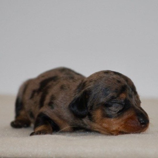 chiot Teckel Arlequin bleu Akira Elevage zadatis  caniche , teckel