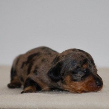 chiot Teckel Arlequin bleu Akira Elevage zadatis caniche , teckel chiot Teckel Arlequin bleu Akira Elevage zadatis caniche , teckel