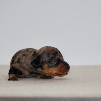 chiot Teckel Arlequin bleu Akira Elevage zadatis caniche , teckel chiot Teckel Arlequin bleu Akira Elevage zadatis caniche , teckel
