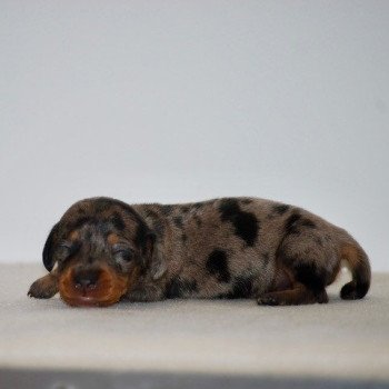 chiot Teckel Arlequin bleu Akira Elevage zadatis caniche , teckel chiot Teckel Arlequin bleu Akira Elevage zadatis caniche , teckel