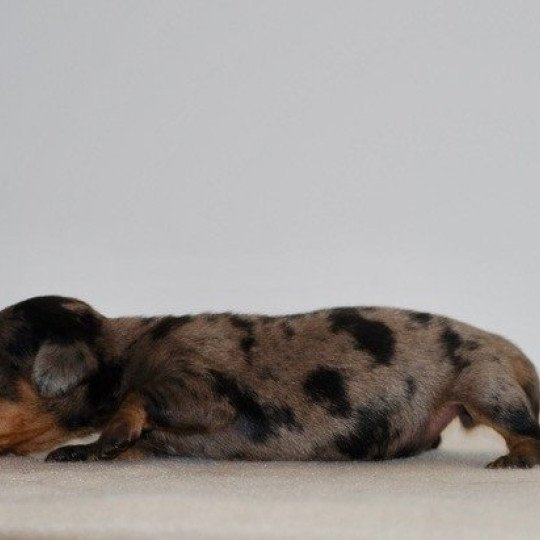 chiot Teckel Arlequin bleu Akira Elevage zadatis  caniche , teckel