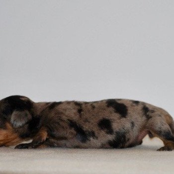 chiot Teckel Arlequin bleu Akira Elevage zadatis caniche , teckel chiot Teckel Arlequin bleu Akira Elevage zadatis caniche , teckel
