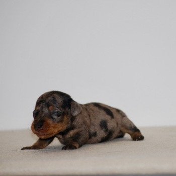 chiot Teckel Arlequin bleu Akira Elevage zadatis caniche , teckel chiot Teckel Arlequin bleu Akira Elevage zadatis caniche , teckel