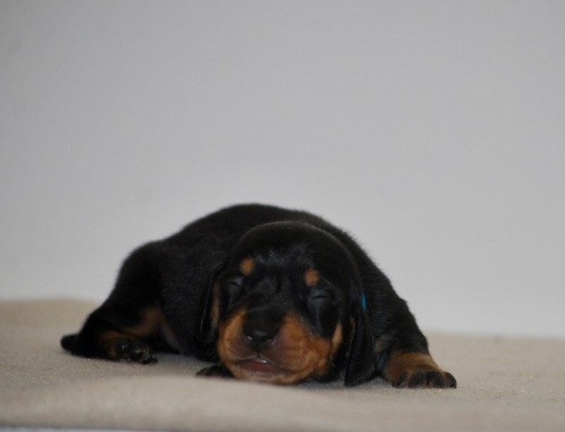 ZADATIS APPY Mâle Teckel