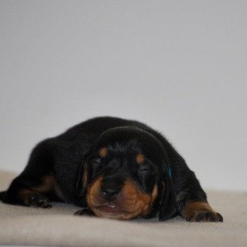 chiot Teckel Noir et feu Akost Elevage zadatis caniche , teckel chiot Teckel Noir et feu Akost Elevage zadatis caniche , teckel