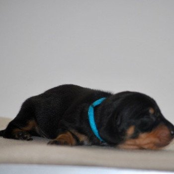 chiot Teckel Noir et feu Akost Elevage zadatis caniche , teckel chiot Teckel Noir et feu Akost Elevage zadatis caniche , teckel