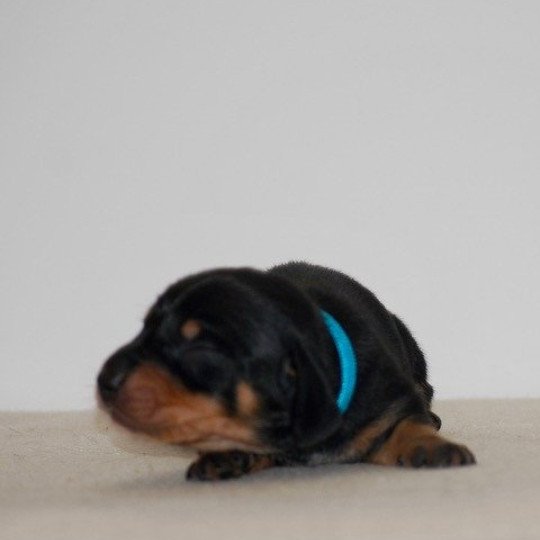 chiot Teckel Noir et feu Akost Elevage zadatis  caniche , teckel