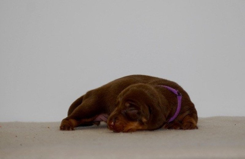 ZADATIS Aska Femelle Teckel