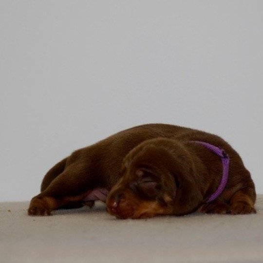 chiot Teckel Chocolat Amel Elevage zadatis  caniche , teckel