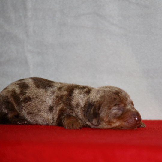chiot Teckel Arlequin Anémone Elevage zadatis  caniche , teckel