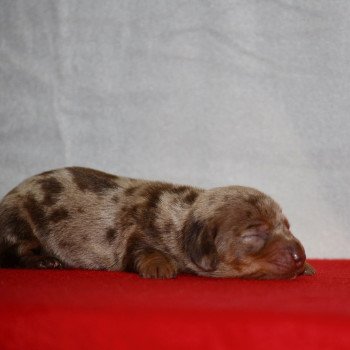 chiot Teckel Arlequin Anémone Elevage zadatis  caniche , teckel