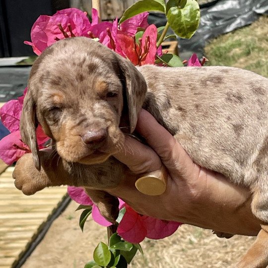 chiot Teckel Arlequin Anémone Elevage zadatis  caniche , teckel