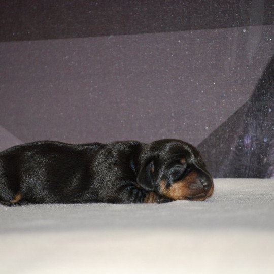 chiot Teckel Noire et feu Appie Elevage zadatis  caniche , teckel