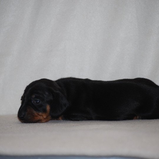 chiot Teckel Noire et feu Appie Elevage zadatis  caniche , teckel