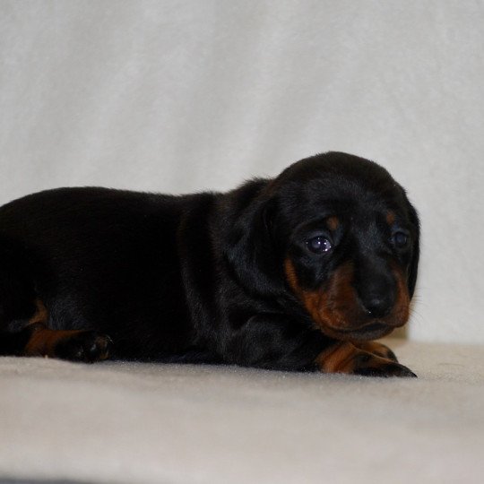 chiot Teckel Noire et feu Appie Elevage zadatis  caniche , teckel